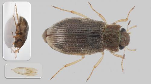 Helophorus sp.